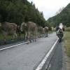 Motorcycle Road nufenenpass--valais-- photo